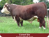 current-sire